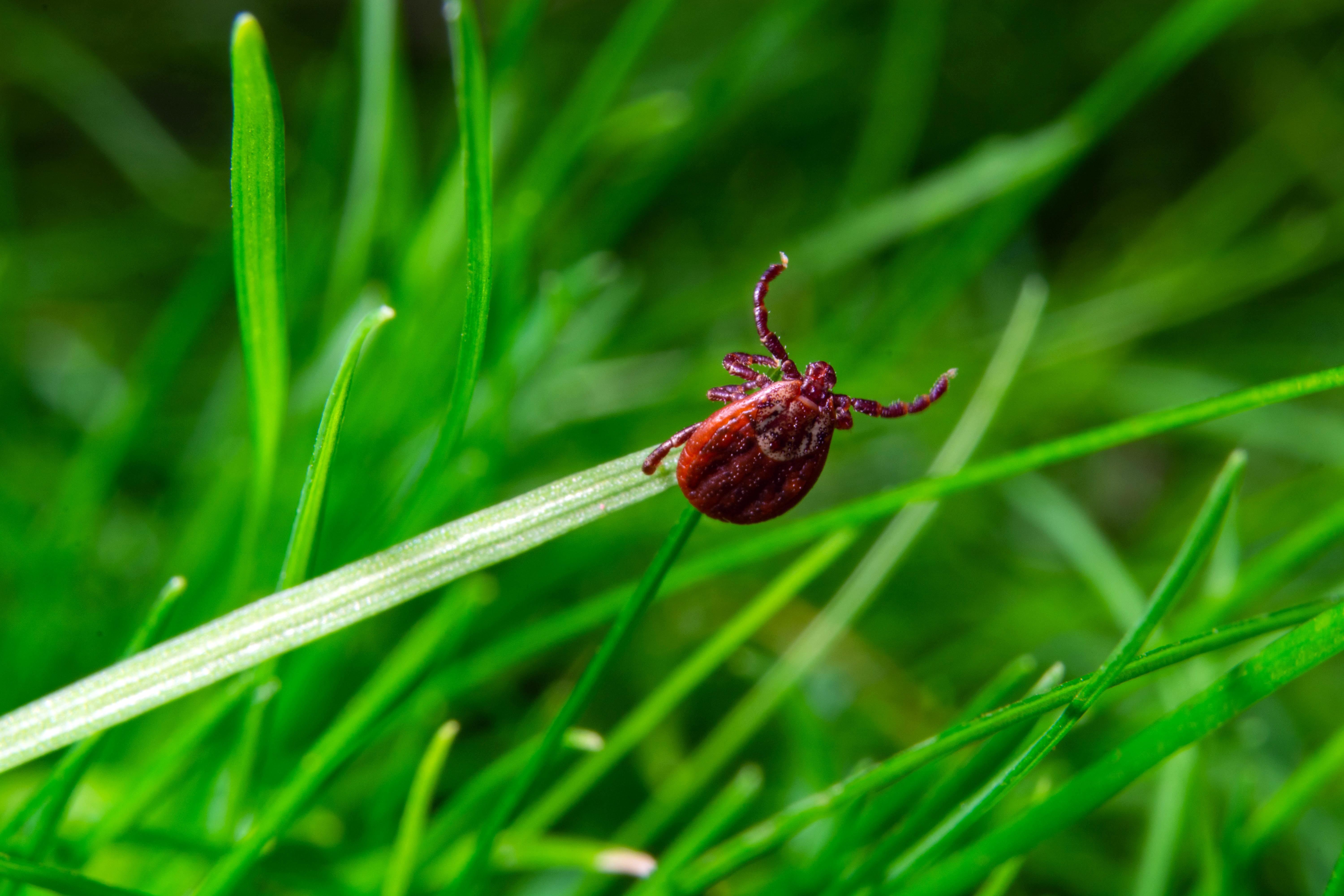 ticks - tiques